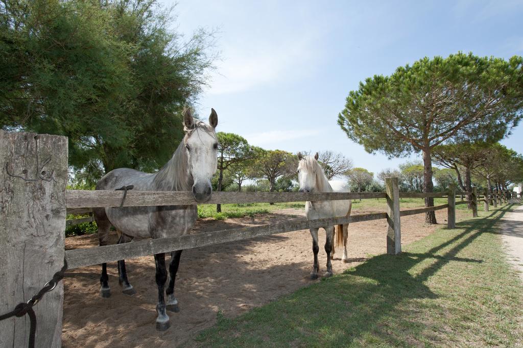 Gites Equestres Lou Caloun - Les Saintes Maries De La Mer Rum bild